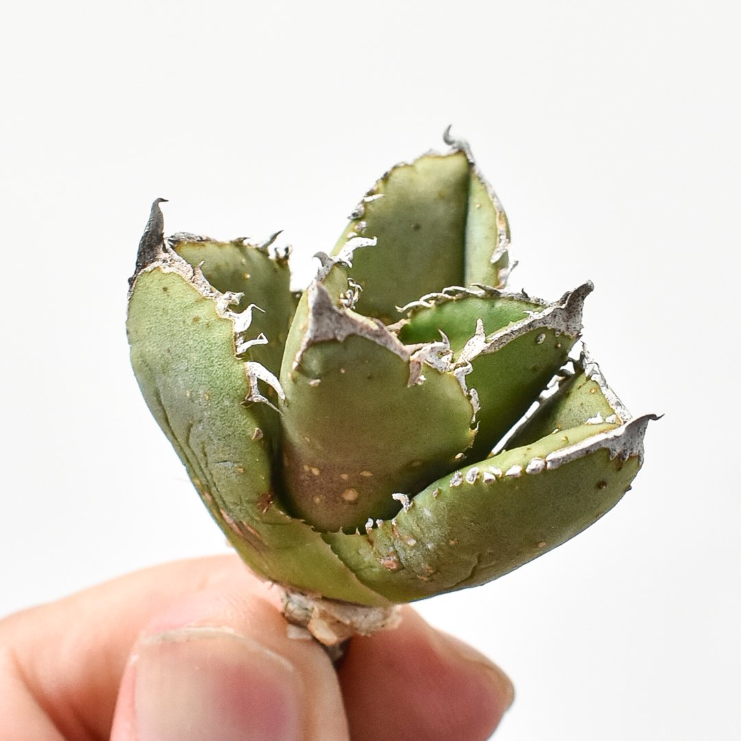 麻花龍 子株 アガベ チタノタ Berlin産 アガベ チタノタ 麻花龍 【台湾 berlin産/子株/抜き苗】I