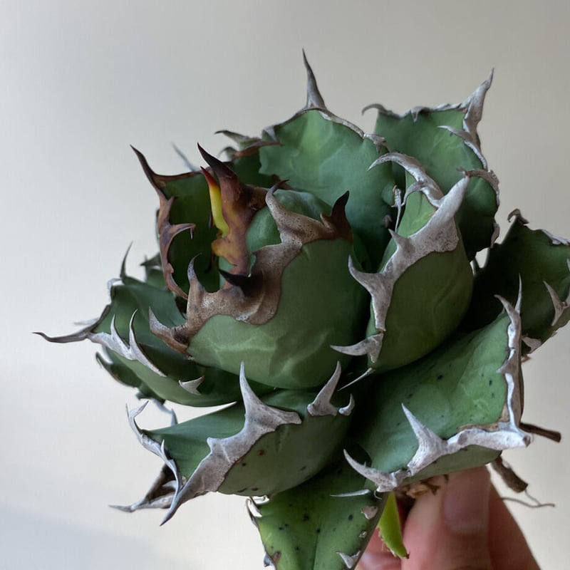 チタノタ 姫巌竜 選抜株 コンパクト ドワーフ アガベ チタノタ ドワーフ ボールタイプ “姫厳竜” （発根済み