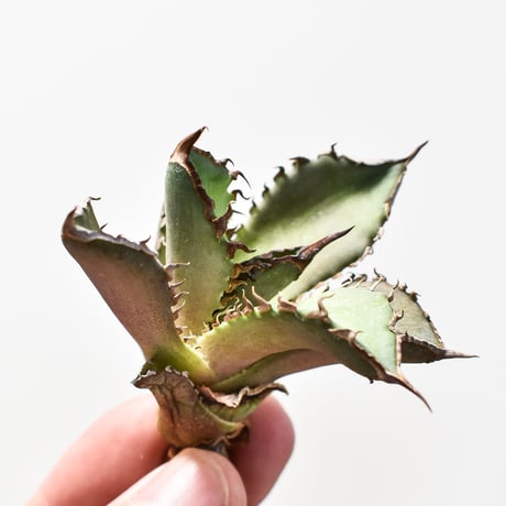 アガベ チタノタ  DENNIS040 "キングアーサー同血統"  【台湾産/抜き苗/子株】B DS2400521