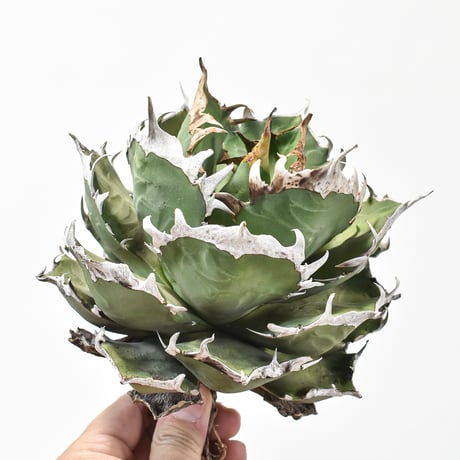 アガベ 実生 斑入り 選抜株 特選株 （検索用 シーザー 鬼爪 アガベ 実生 斑入り 選抜株 特選株 （検索用 シーザー 鬼爪 【公式通販】