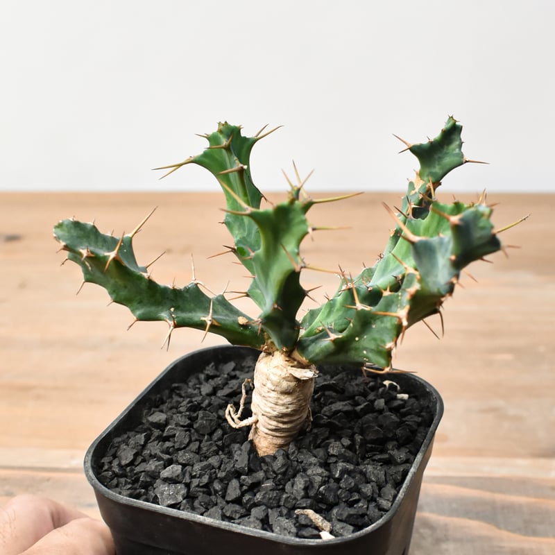 ユーフォルビア クラビゲラ 【実生】 RFHK25011504 | RAFLUM / ラフラ