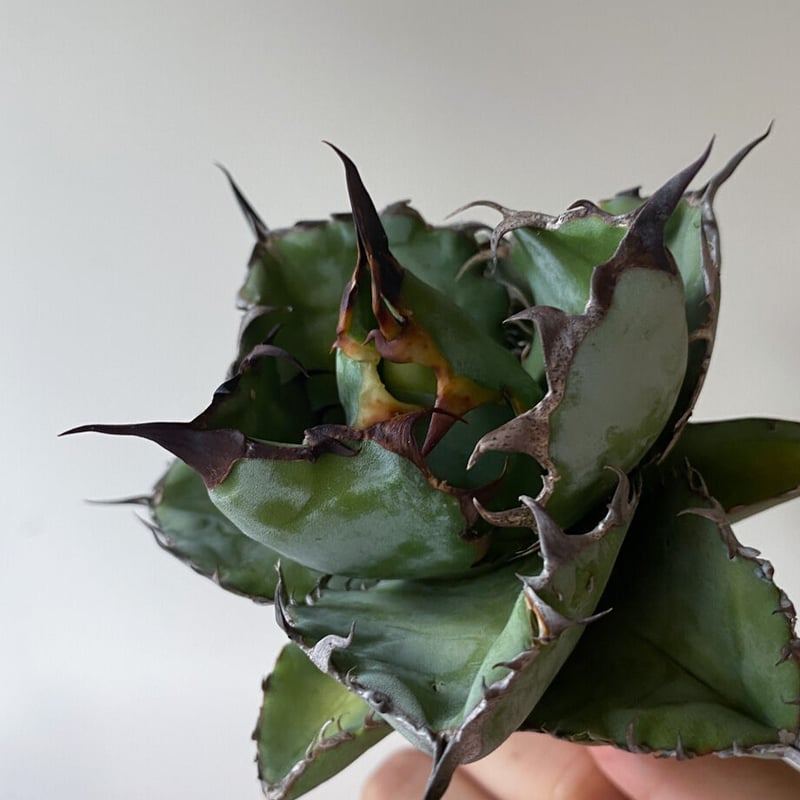 アガベ チタノタ ブラックアンドブルー BB 狂刺 レア美株 発根済 12株同梱 1厳選中株 アガベ チタノタ BB/ブラック&ブルー/ブラックアンドブルー