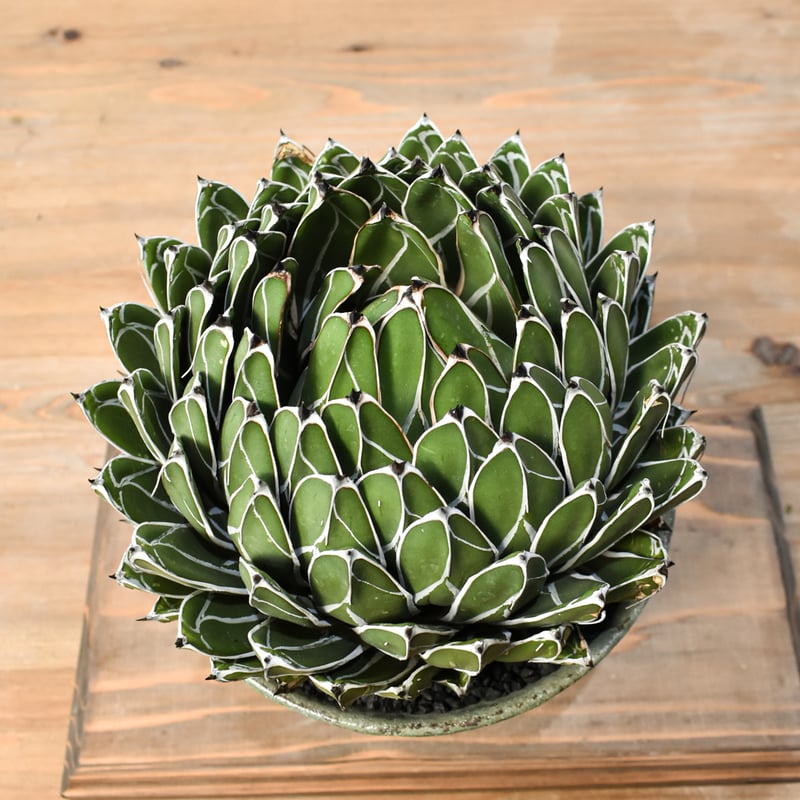 アガベ　ヴィクトリアレジーナ　笹の雪　サンキング　極上美株 特選 アガベ ヴィクトリアレジーナ サンキング 笹の雪 極上美株