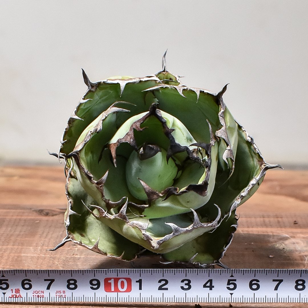 アガベ チタノタ ブラックアンドブルー / BB 