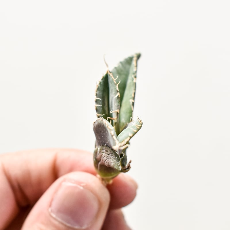 アガベ チタノタ 