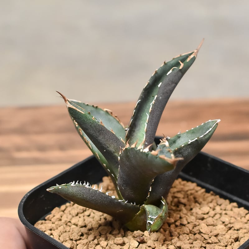 アガベ　チタノタ　台湾産　ホワイトファイヤー　子株 アガベ チタノタ ホワイトファイアー 白火焔 子株付き アガベ チタノタ