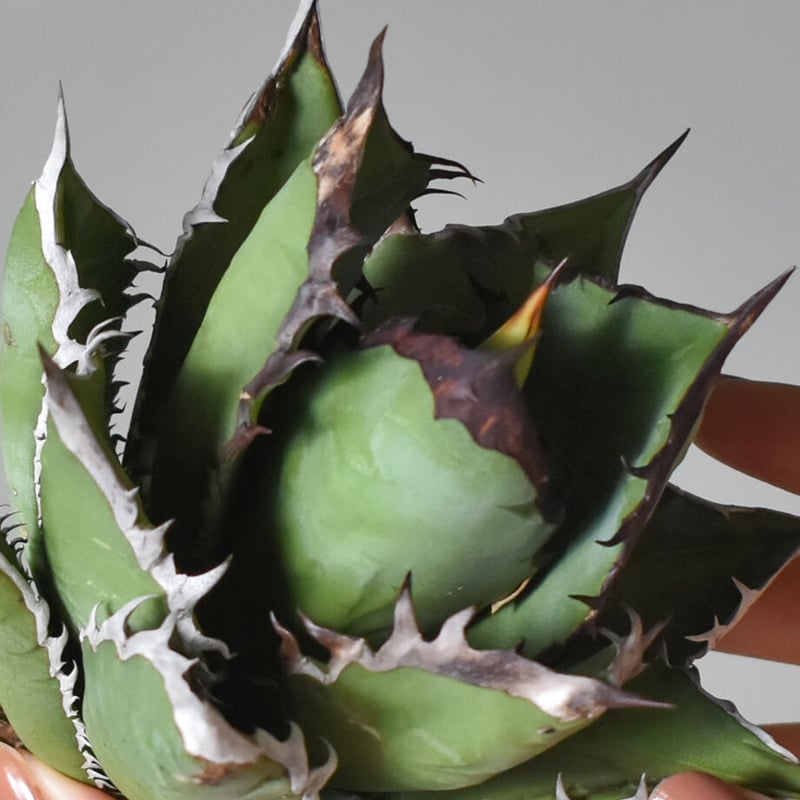 アガベ チタノタ ブラックファイヤー / ブラックフレイム /ブラック