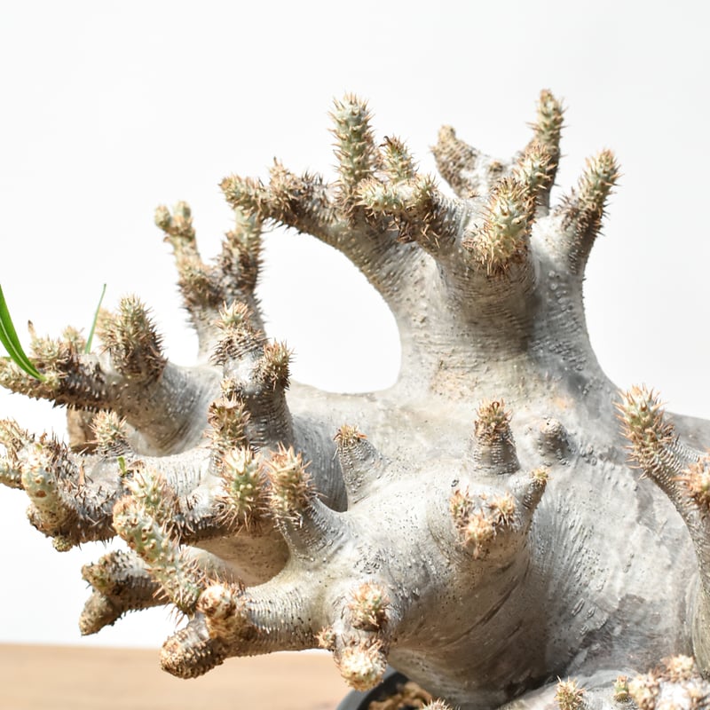 RAFLUMコレクション】パキポディウム イノピナツム 