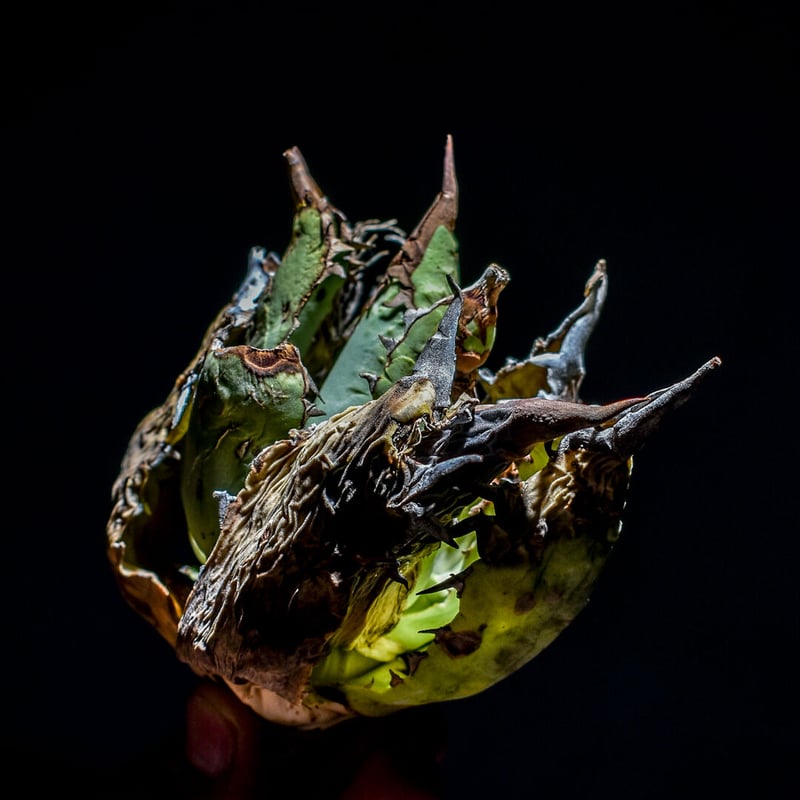 ま*ち様 アガベ オテロイオアハカ　コヨーテ 現地株】アガベ オテロイ オアハカ 24040402-4【発根済】 | ISALO