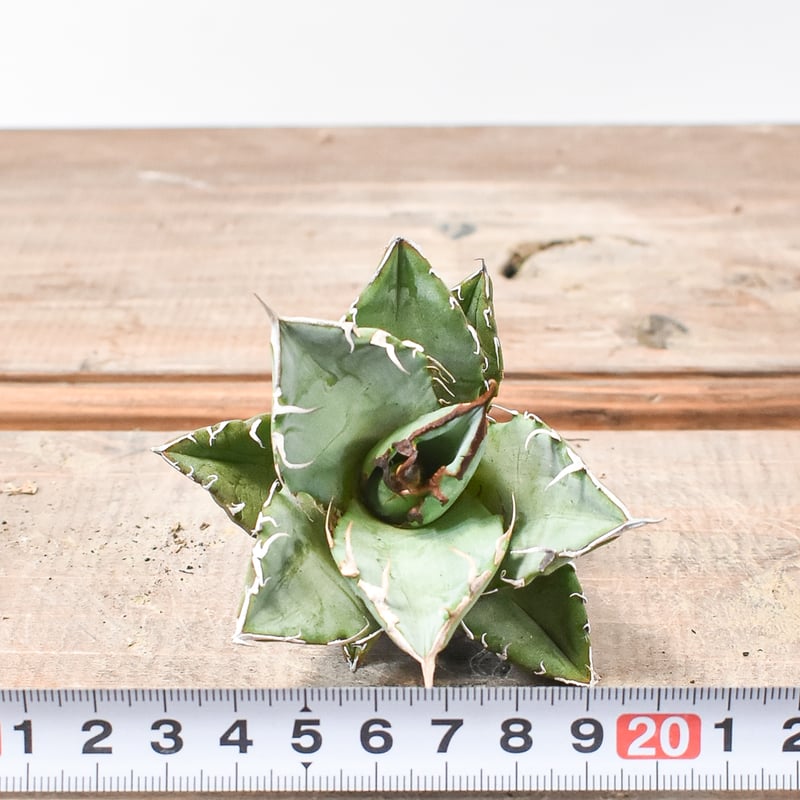 アガベ チタノタ 