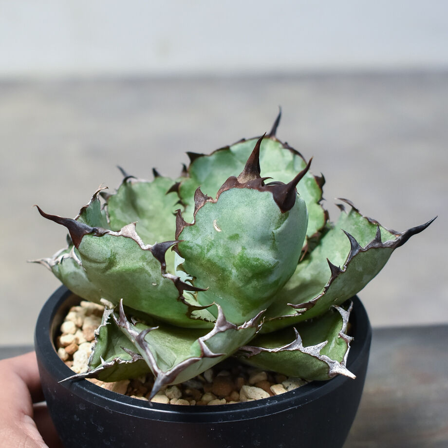 アガベ チタノタ ブラックアンドブルー 