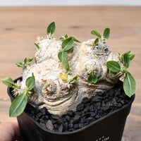 ユタエンシス エボリスピナ×ブラックアンドブルー【カリフォルニア産