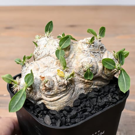 華*胡様 パキポディウム　恵比寿笑い　陶器鉢 パキポディウム 恵比寿笑い | GREEN LUCK