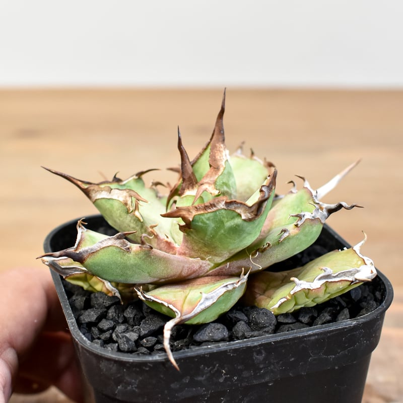 アガベ チタノタ DENNIS043【台湾DENNIS産/発根済み/子株】DN2501002