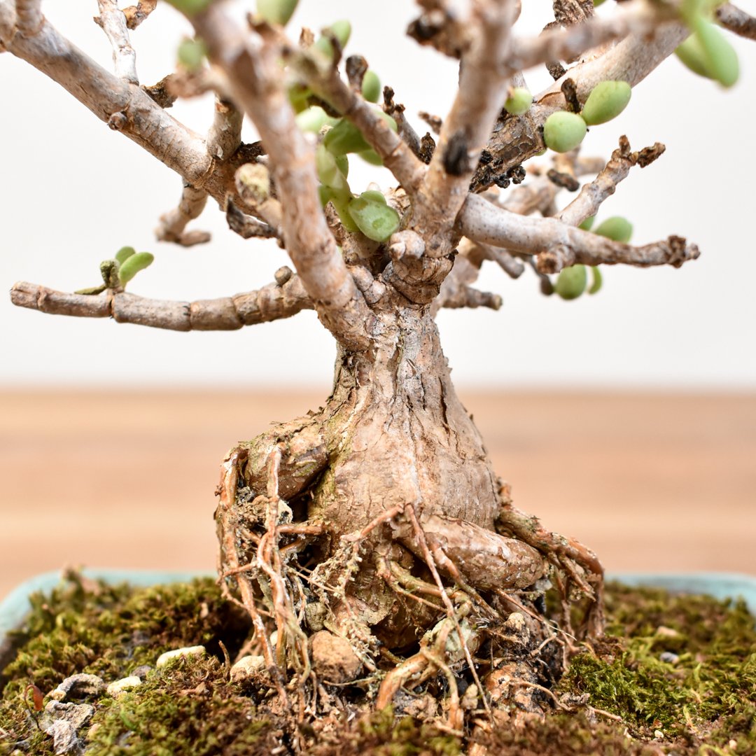 Ramat Planter #265 × ケラリア ピグマエア Ramat Planter #265