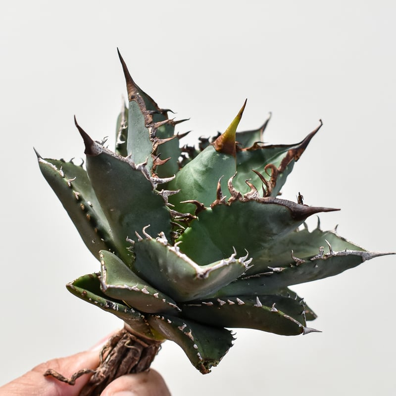 最終値下げ！アガベ　チタノタ　海王　大株 アガベ チタノタ 海王 親株 【公式通販】