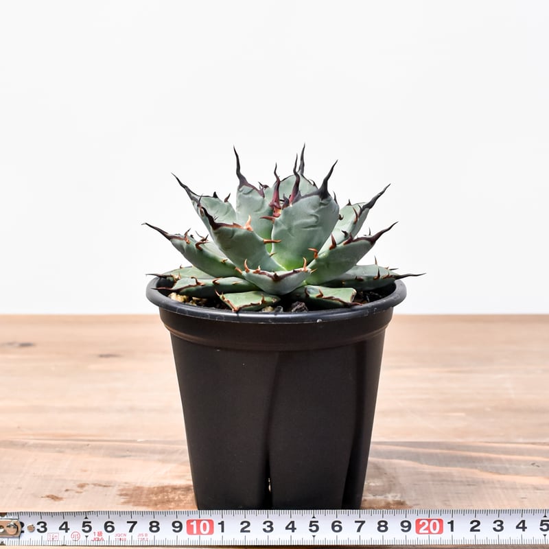 アガベ　妖炎✕BB　ハイブリッド　子株　　エボリスピナ　陽炎　ラスト２ アガベ 妖炎×BB エボリスピナ×ブラックアンドブルー