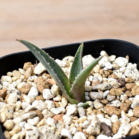 アガベ ハイブリット "邪霊" (特白肌怒雷神×血妖) 【台湾botanical_seeker産】RF25012013