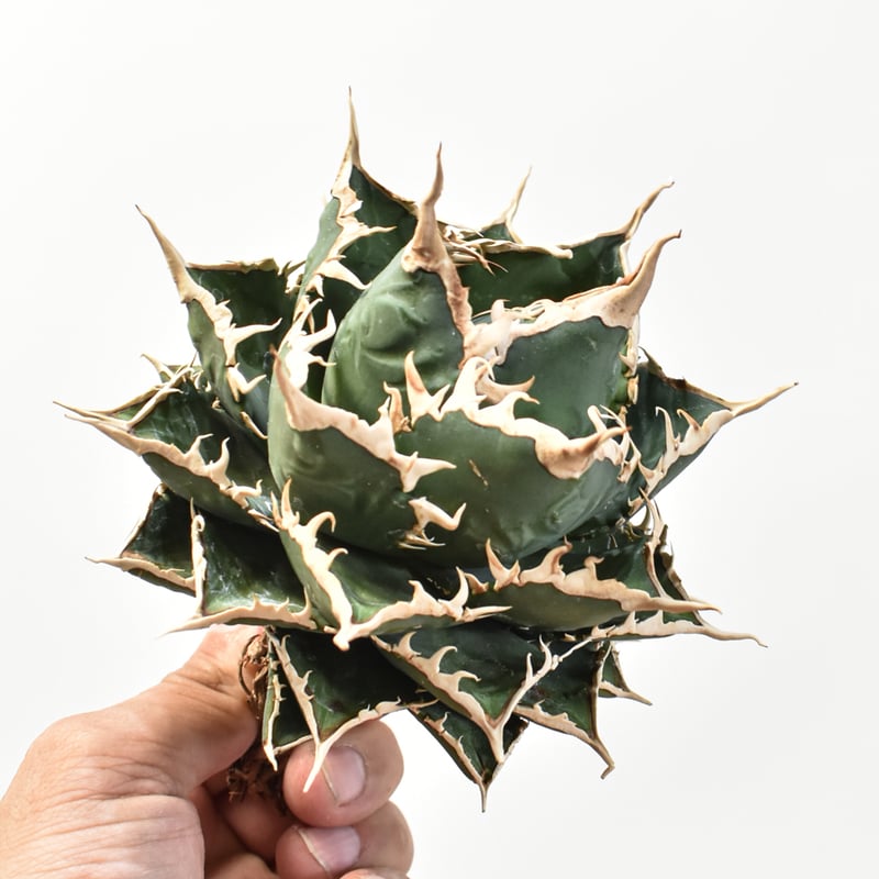 5CLAW】アガベ チタノタ 