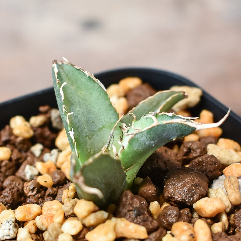 アガベ チタノタ 白鯨子株付抜き苗 アガベ ボールタイプ白鯨 スーパー