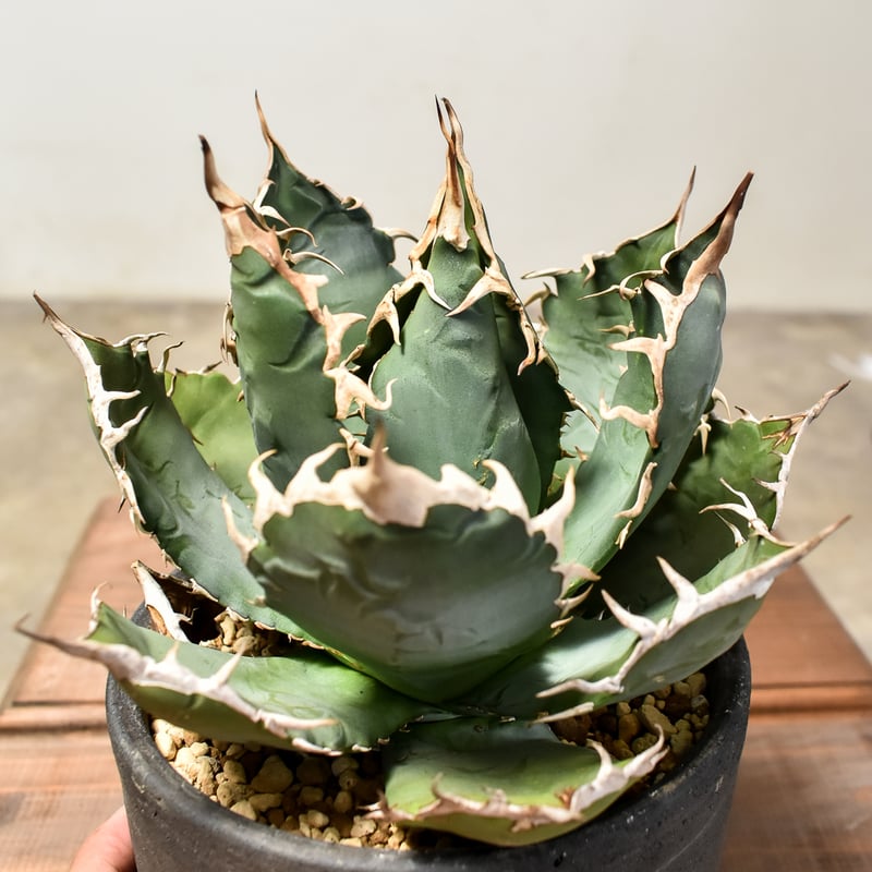 アガベ チタノタ オテロイ 