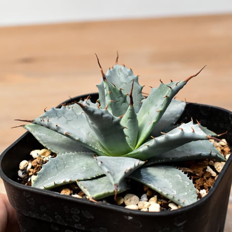 アガベ ハイブリット 日系イシスメンシス×象牙妖炎（陽炎エボリ）【台湾botanical_seeker産】RF25011408