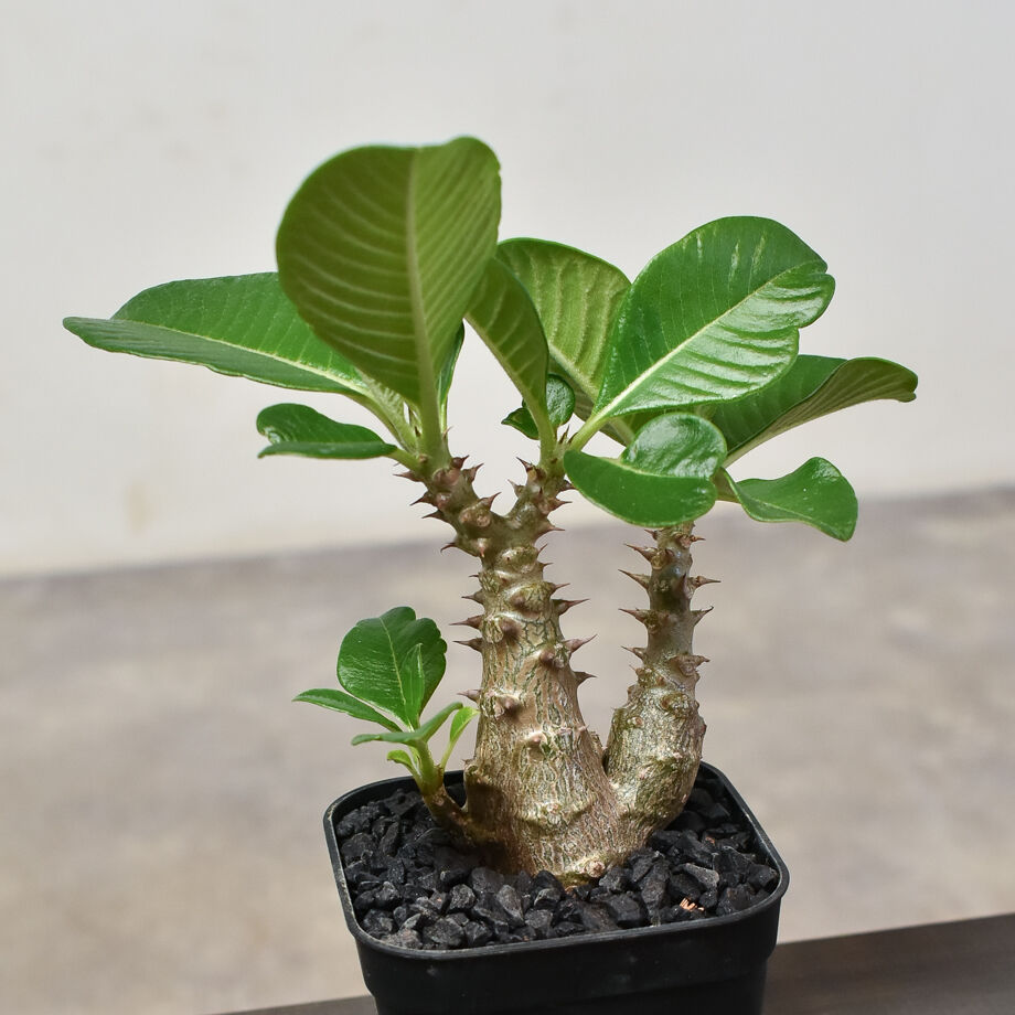 パキポディウム ウィンゾリー （実生）RF231540 | RAFLUM / ラフラム