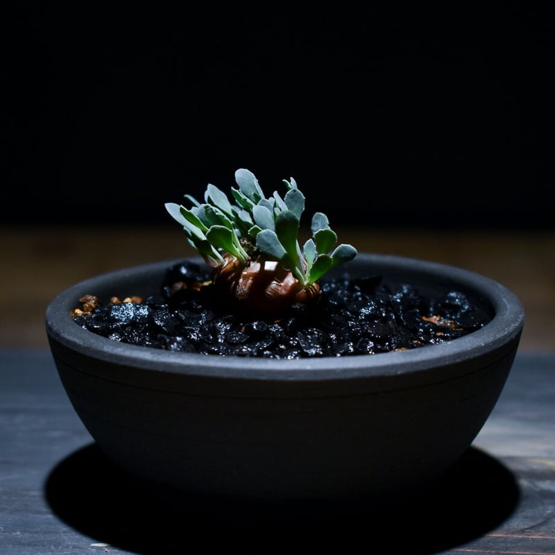 H*H様 オトンナ カカリオイデス 実生4年生4株セット オトンナ カカリオイデス | hanayoshi-botanical