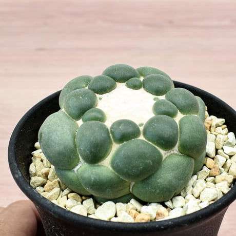 コリファンタ 刺無象牙丸 【カキ仔】RFHK-300