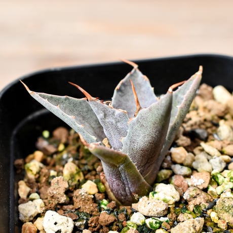 アガベ ハイブリット "邪霊" (特白肌怒雷神×血妖) 【台湾huplants2010産/子株販売】RF25012066