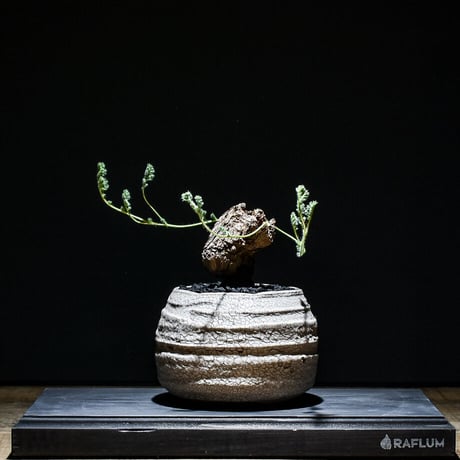 CATEGORY トリステ | RAFLUM / ラフラム｜東京、大阪の塊根植物