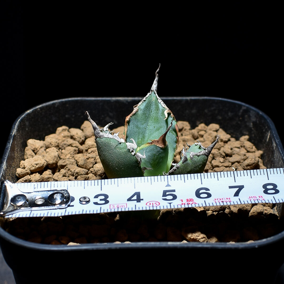 アガベ チタノタ 