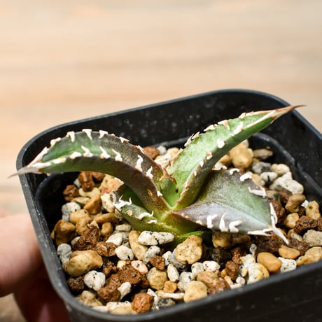 RAFLUM / ラフラム｜東京、大阪の塊根植物（コーデックス）、アガベ