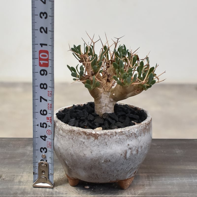 オトンナ ユーフォルビオイデス 