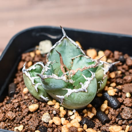 親株出品　アガベ　チタノタ　小鳥白刺 小島白刺 | STORES