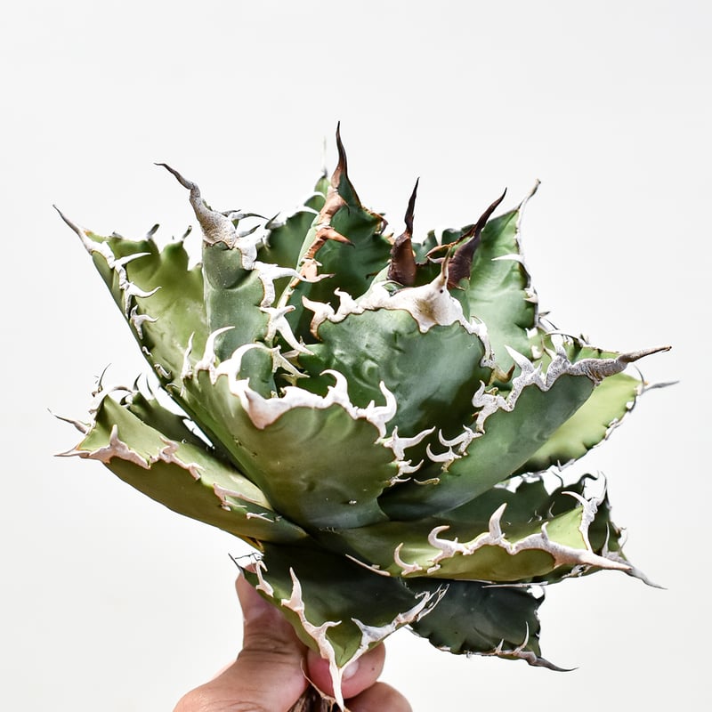 アガベ チタノタ ソーラーエクリプス 