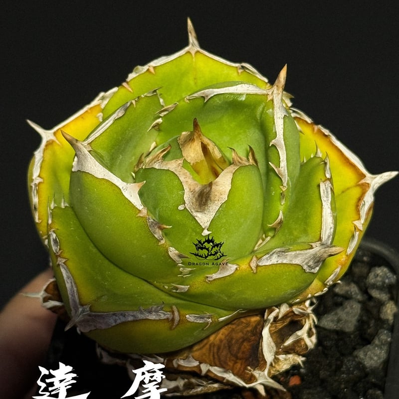 アガベ　チタノタ　ブラックドラゴン　良サイズ　達磨葉 w*s様 アガベ チタノタ ブラックドラゴン Black Dragon /虎鯨 - メルカリ