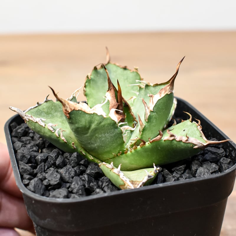 アガベ チタノタ “蒼帝ゼウス”極上子株 大甲蓋 王冠フォルム 特選株 アガベ チタノタ “蒼帝ゼウス”極上子株 大甲蓋 王冠フォルム 特選株