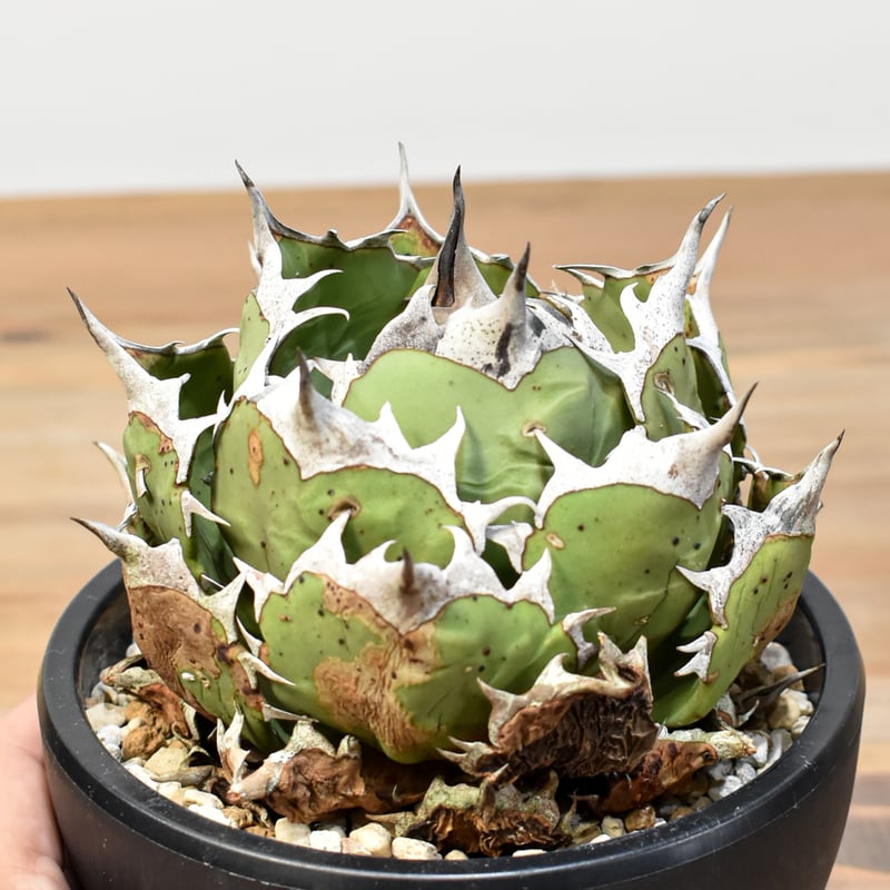 アガベ 鉢植発送 フィリグリー 陽炎 極上血統 超特選株 ２ アガベ 鉢植発送 フィリグリー 陽炎 極上血統 超特選株 2 アガベ