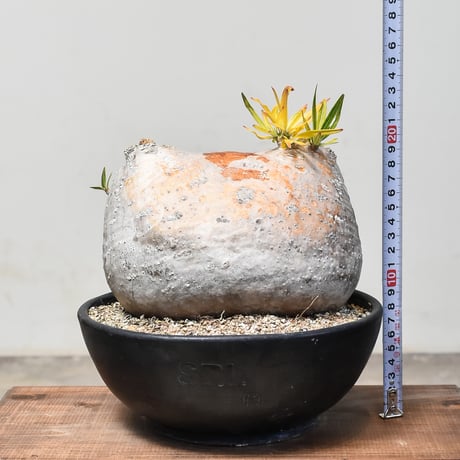 【RAFLUMコレクション】パキポディウム グラキリス  (発根済み)  A RF232030