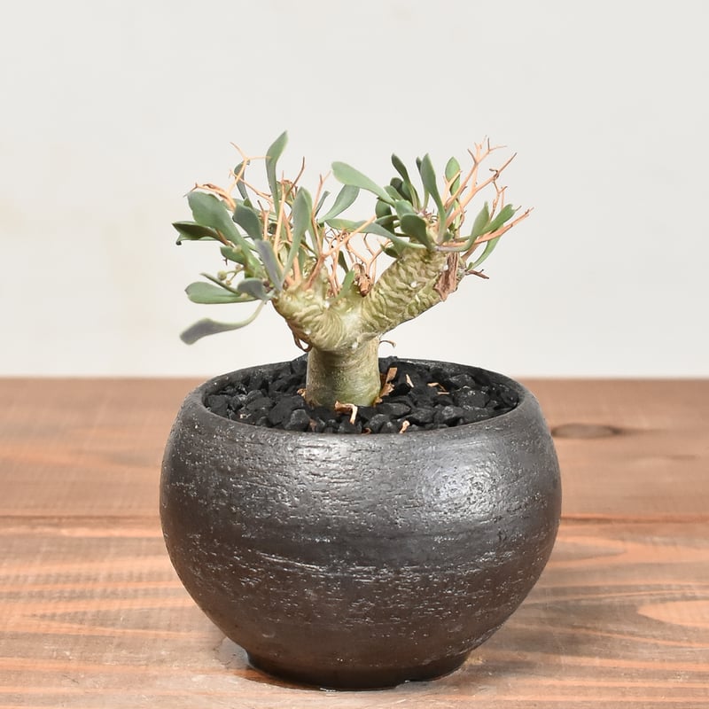 【コレクション株】オトンナ☆ユーフォルビオイデス　黒鬼城A 園芸ネット本店｜オトンナ：ユーフォルビオイデス（黒鬼城） 2.5号