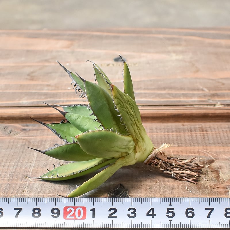 激レア！ホリダ　白中斑　3.5寸 激レア！ホリダ 白中斑 3.5寸