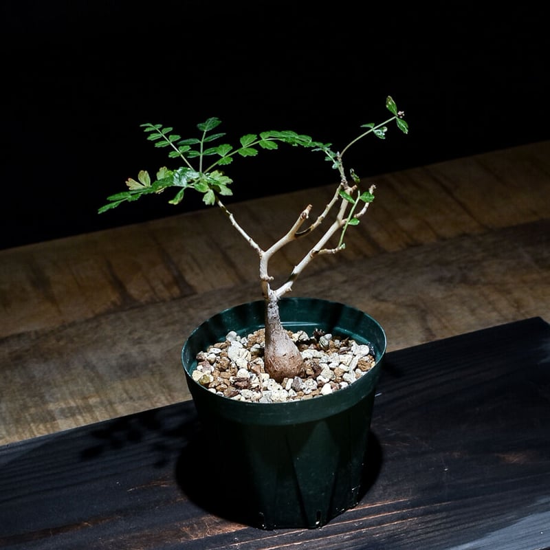 パキコルムス　ディスカラー　象の木　灌木 isla del pescado - Pachycormus discolor-象の木