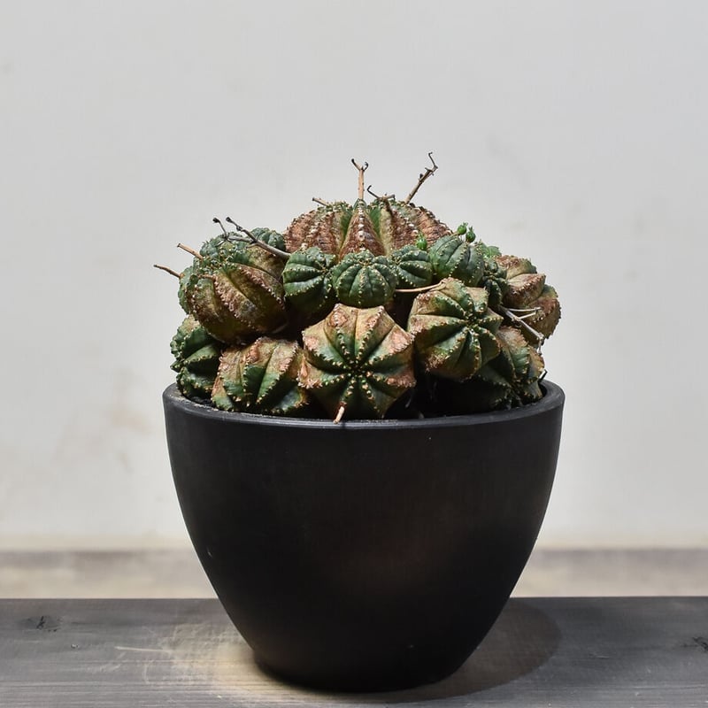 ユーフォルビアバリダ　群生　10年程管理 ユーフォルビアバリダ 群生 10年程管理