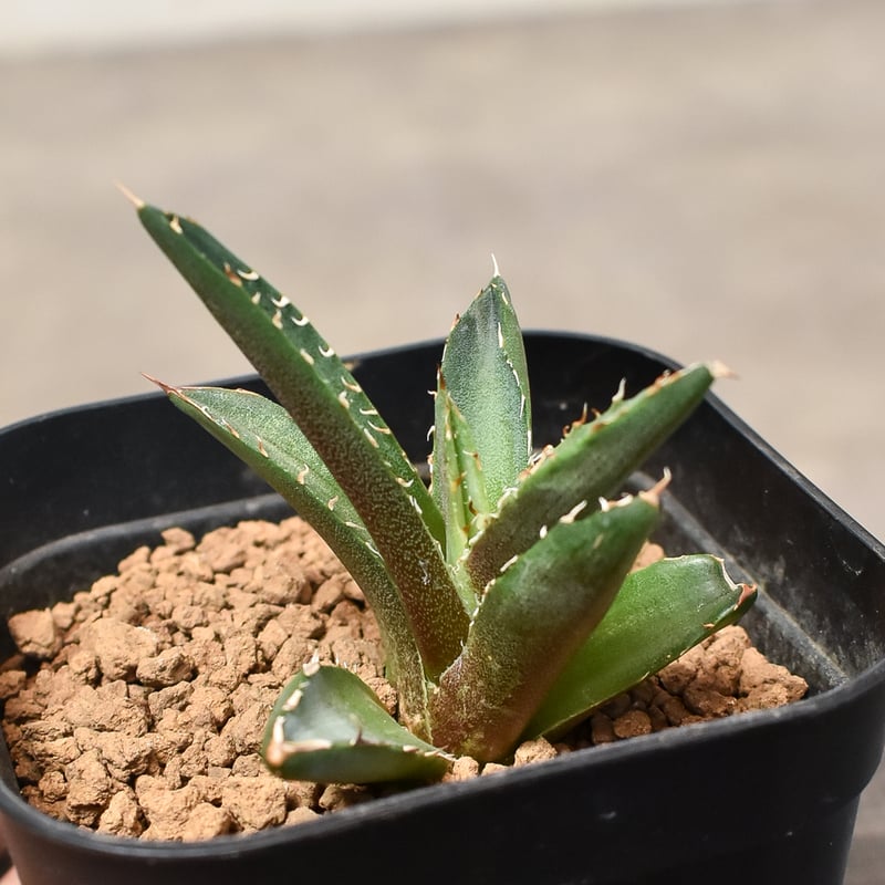 アガベ チタノタ 