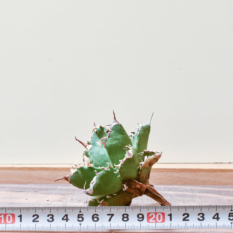 アガベ チタノタ ウルヴァリン / 金剛狼 【台湾 dragon agave産