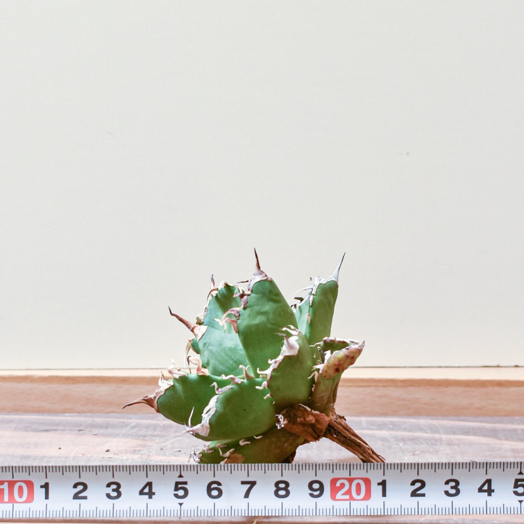 アガベ チタノタ ウルヴァリン / 金剛狼 【台湾 dragon agave産/子株