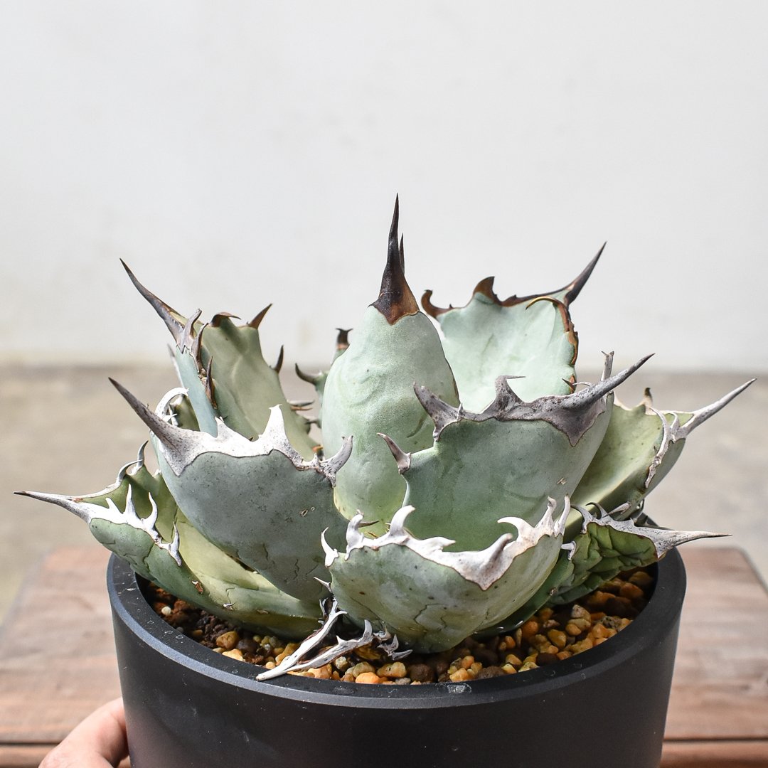 アガベ チタノタ フェニックス 