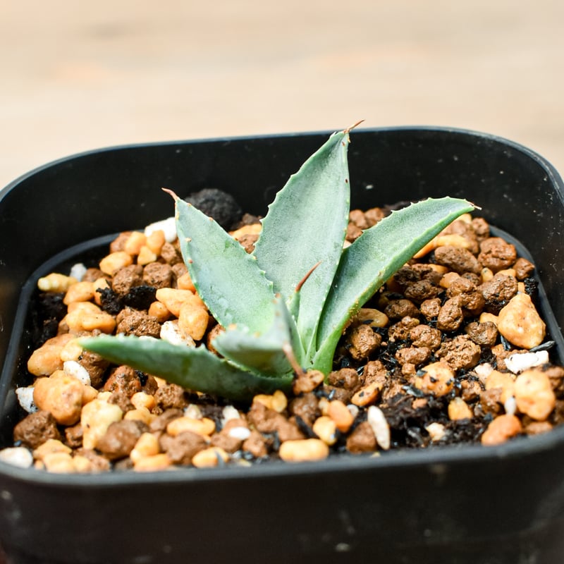 アガベ ハイブリット 