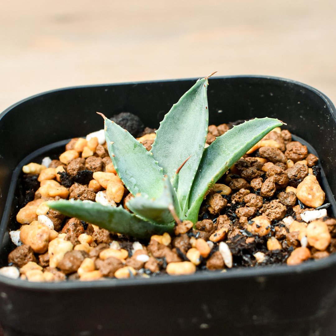 Ｍ*様 アガベ 特白肌怒雷神×笹の雪 台湾HYB アガベ ハイブリット 